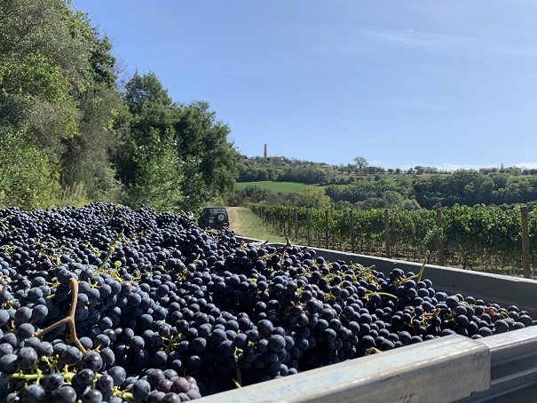 Goccia harvest